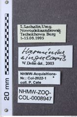 Etiketten zu Harminius singularis (NHMW-ZOO-COL-0008947)